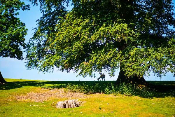 Çayırda Yaşlı Meşe Ağacı Nadasa Düşen Geyik Ngiltere — Stok fotoğraf