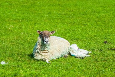 Koyun ve kuzusu Baharda bir tarlada