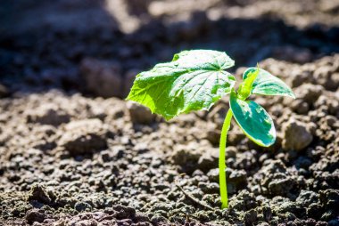Baharın başlarında Runner Bean Plant 'in filizleri