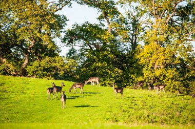 Levens Park Cumbria 'da bir grup zenci geyik öldü.