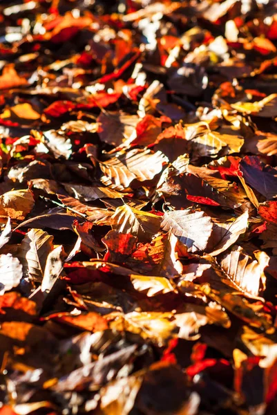 Hojas Haya Secas Otoño Que Yacen Suelo Bosque Iluminadas Por —  Fotos de Stock