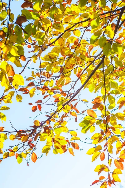 Bunte Blätter Von Buchen Wald Frühherbst — Stockfoto