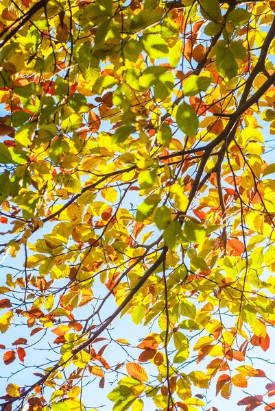 Barevné Listí Bukových Stromů Lese Počátkem Podzimu — Stock fotografie