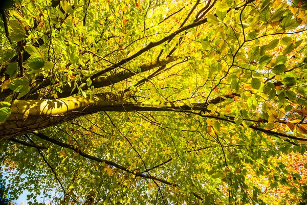 Bunte Blätter Von Buchen Wald Frühherbst — Stockfoto