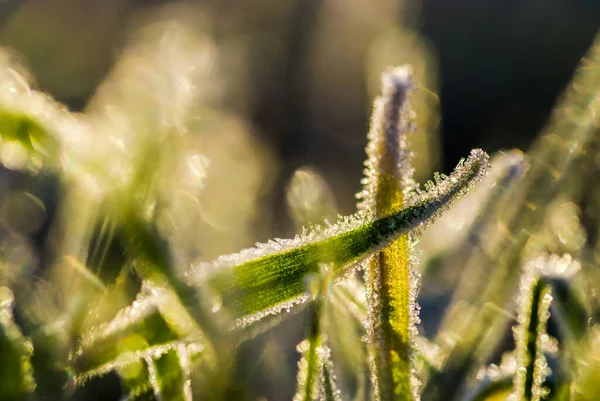 Close Van Groen Gras Met Ijskristallen — Stockfoto