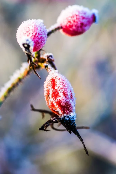 Schöne Saftige Rote Hagebuttenbeeren Hängen Frostbedeckten Wintergarten — Stockfoto