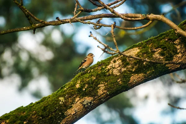 Kobieta Common Chaffinch Ptak Siedzi Gałązce Jodły Zielonym Tle Lasu — Zdjęcie stockowe