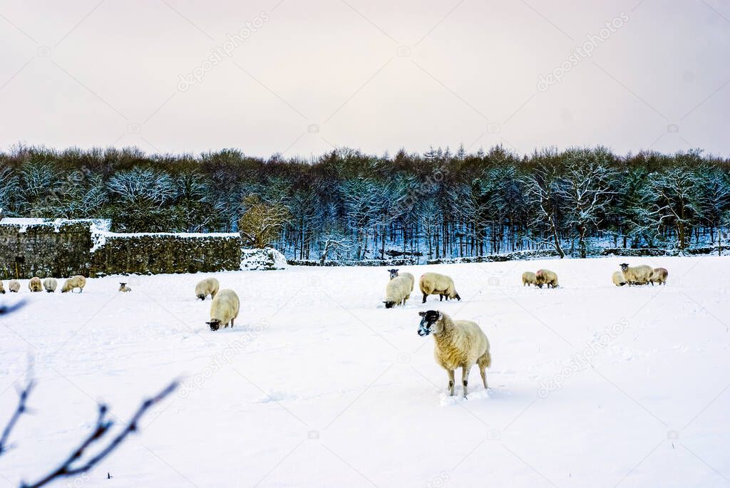 a flock of pregnant ewes in snowy Spring weather. UK,