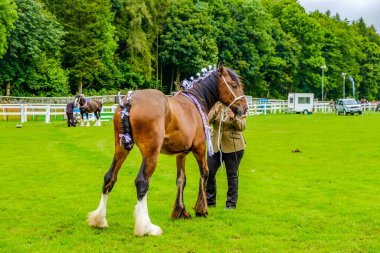 İngiltere Cartmel 3 Ağustos 2016. Atlar Carmel Show 'da ringe çıkıyor.