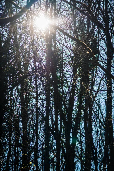Ağacın Arka Planında Güneş Görkemli Yeşil Bir Ağaçtan Parlıyor Ngiltere — Stok fotoğraf