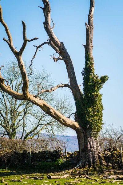 Alter Einsamer Trockener Baum Ohne Blätter Auf Einem Feld — Stockfoto