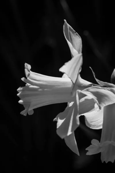 Vackra Narcissus Eller Påsklilja Blommor Liten Dof Närbild — Stockfoto