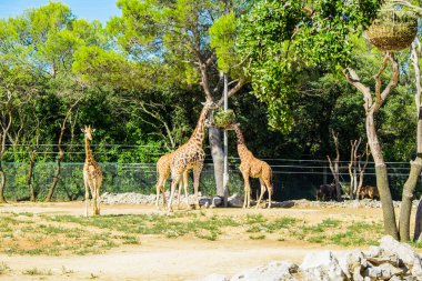 Montpellier, Fransa Avrupa Koruma Hayvanat Bahçesinde nesli tükenmekte olan hayvanlar