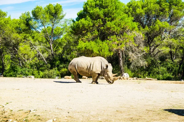 Montpellier, Fransa Avrupa Koruma Hayvanat Bahçesinde nesli tükenmekte olan hayvanlar
