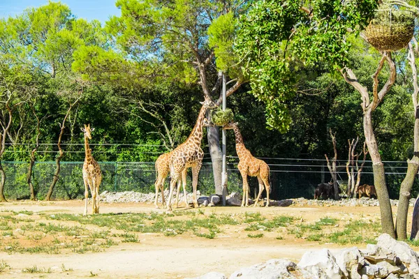 Animais Perigo Jardim Zoológico Conservação Montpellier França Europa — Fotografia de Stock