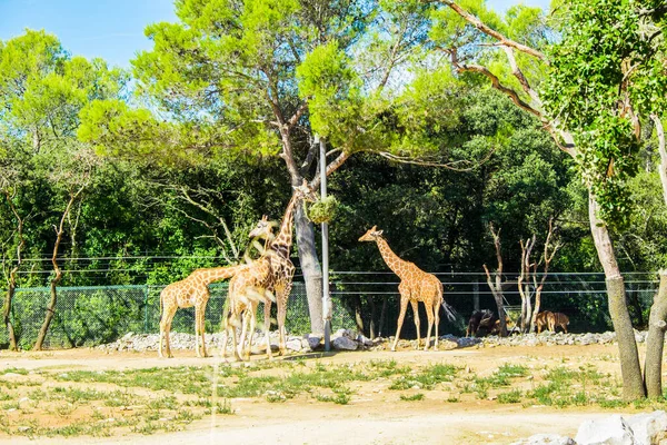 Animais Perigo Jardim Zoológico Conservação Montpellier França Europa — Fotografia de Stock