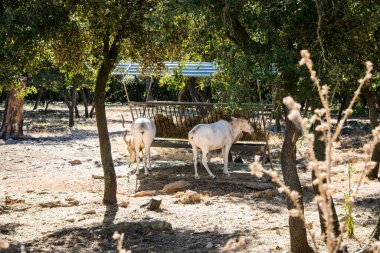 Montpellier, Fransa Avrupa Koruma Hayvanat Bahçesinde nesli tükenmekte olan hayvanlar