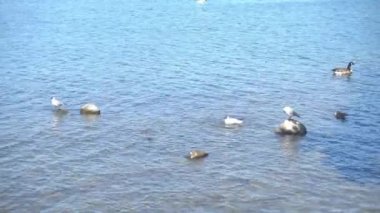 Windermere 'in kenarında martılar ve kaz