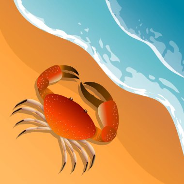 Resimde bir plaj tema. Deniz kenarında tatil yaz. Kum üzerinde yengeç. Deniz sörf .