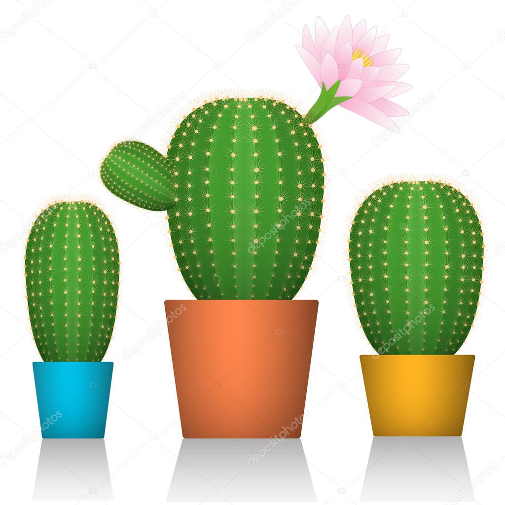 Cactuses in pots. Three plants in colorful packaging. White background. Vector illustrations