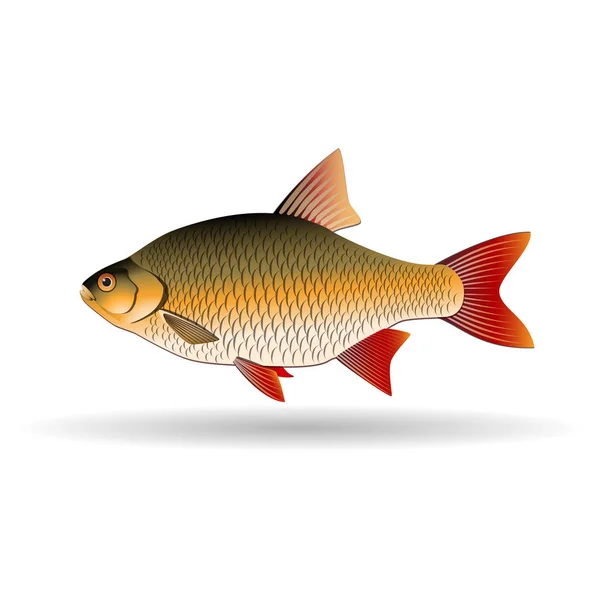 Rudd. Freshwater fish of the carp family. Realistic illustration. Vector Image. Vector Graphics