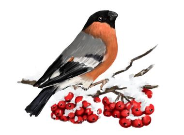 Dağ kül irtifa dalı oturan şakrak kuşu. Kış Doğa. Beyaz arka plan