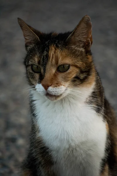 Aufmerksamer Anblick Einer Kunterbunten Katze — Stockfoto