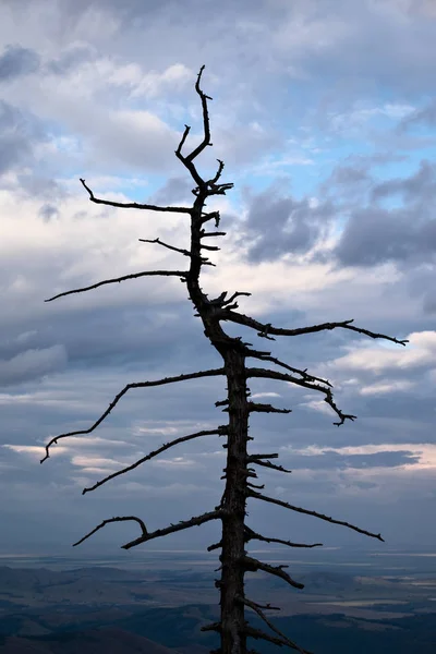 Silhouette of dead tree against sky — Stock Photo, Image
