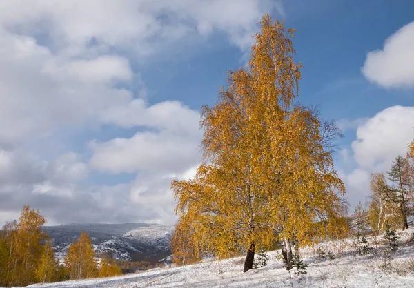 Beautiful yellow birch tree — Stock Photo, Image