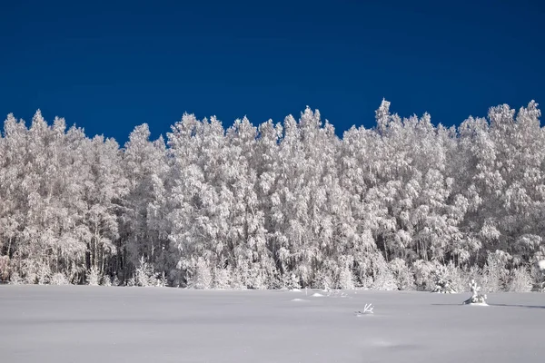 Muur van witte bomen bedekt met rijm — Stockfoto