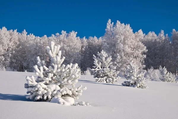 Trees covered with hoarfrost — Stock Photo, Image