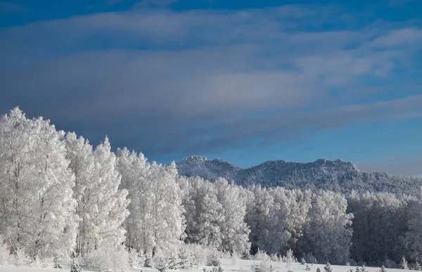 Winter landscape with forest and mountain — Stock Photo, Image