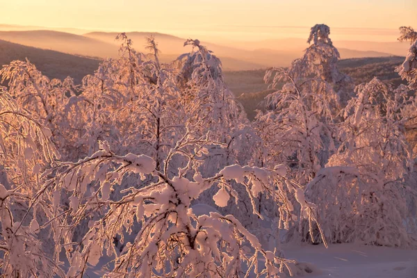 Vinter skog med solnedgång belysning — Stockfoto