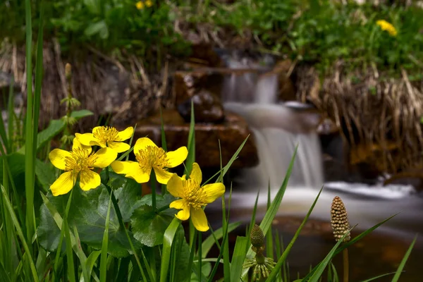 Калужница болотная цветы — стоковое фото