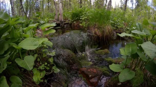 Petit Ruisseau Dans Forêt — Video