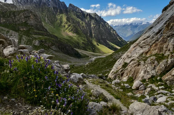 Blumen in der Adyrsu-Schlucht, Nordkaukasus — Stockfoto