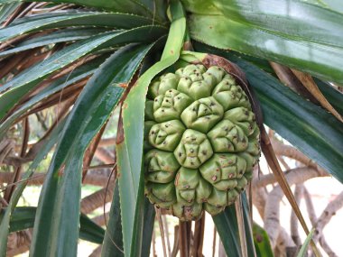 Pandanus veya çam kozalakları tohumları Seagrass'ı yataklarında görülüyor.