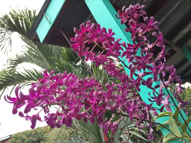 Ağaç, orkide resmi güzel orkide çiçek