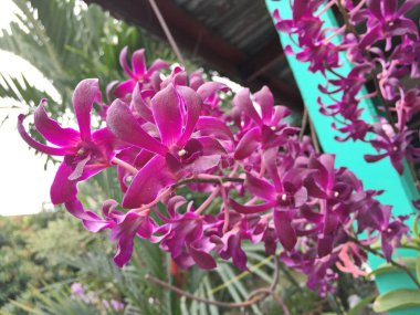 Ağaç, orkide resmi güzel orkide çiçek