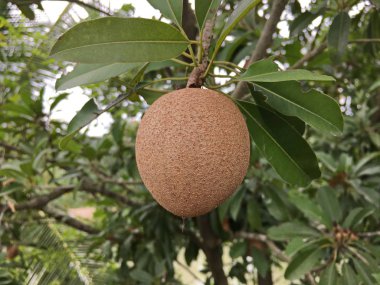 Doğa bahçesinde taze manilkara zapota meyvesi
