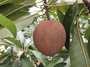 Doğa bahçesinde taze manilkara zapota meyvesi