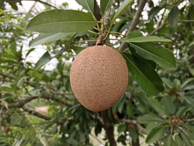 Doğa bahçesinde taze manilkara zapota meyvesi