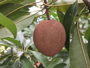 Doğa bahçesinde taze manilkara zapota meyvesi