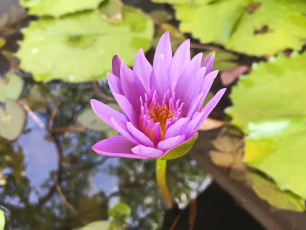 Fiore di loto che fiorisce viola in giardino . — Foto Stock