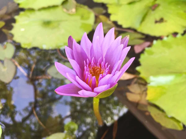 Fiore di loto che fiorisce viola in giardino . — Foto Stock