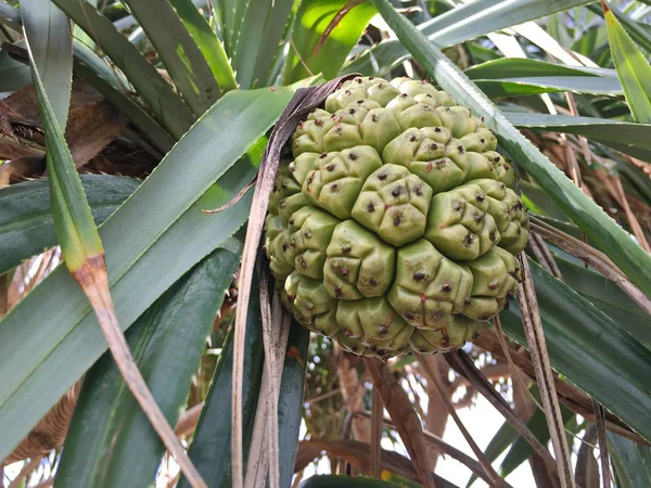 Zaden van pandanus of pine kegels worden gezien in de bedden zeegras. — Stockfoto