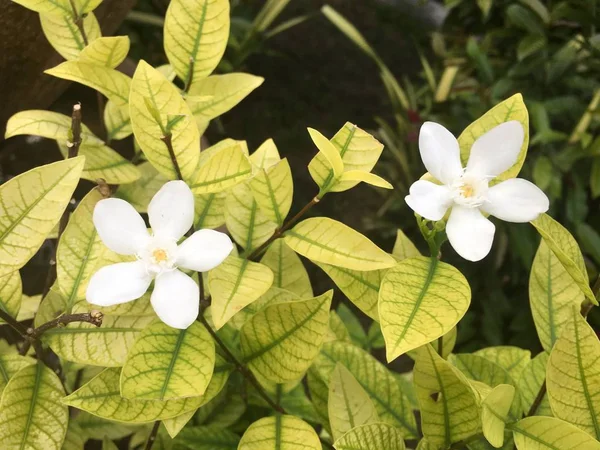 Flores blancas de Murraya paniculata Jasminul portocal, Murraya e —  Fotos de Stock