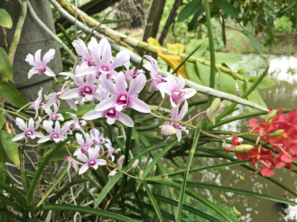 Flor hermosa de la orquídea en el árbol, foto de la orquídea —  Fotos de Stock