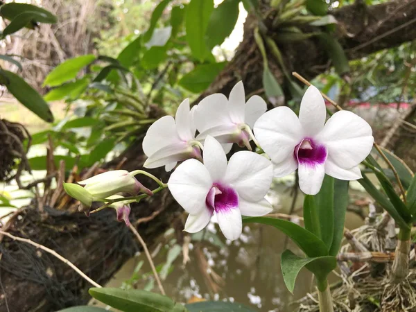 Flor hermosa de la orquídea en el árbol, foto de la orquídea —  Fotos de Stock