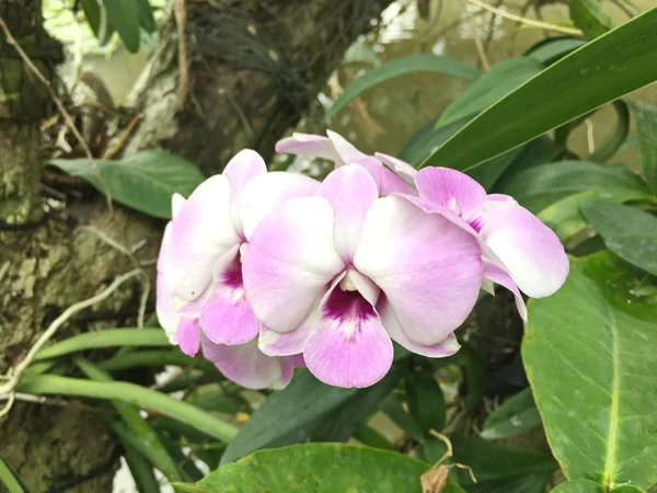 Flor hermosa de la orquídea en el árbol, foto de la orquídea —  Fotos de Stock